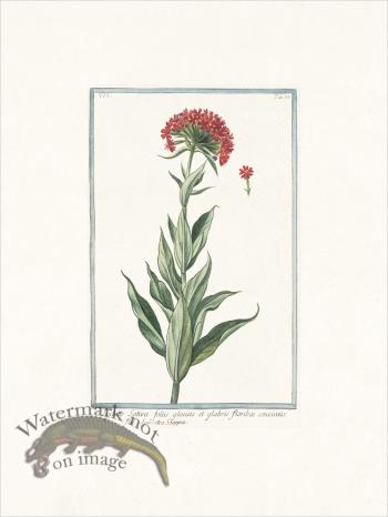 Bonelli 532 Scarlet Lychnis